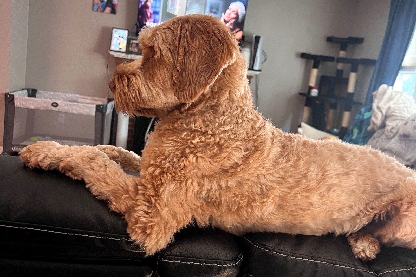 Dog relaxing in a home environment at Wholesome Hounds pet care in Hudson MA